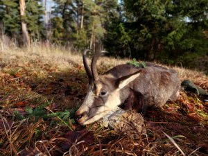 Tatra Chamois